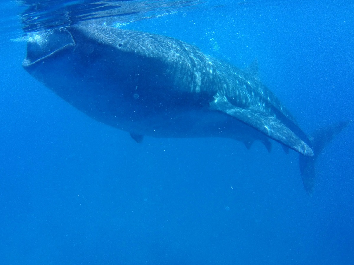 Swimming with the whale sharks in Oslob, Cebu