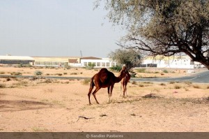 camel feeding