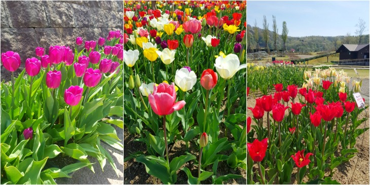 tulip collage