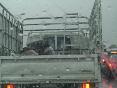 men-wet-on-truck.jpg