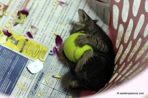 kitty-with-tennis-ball-1