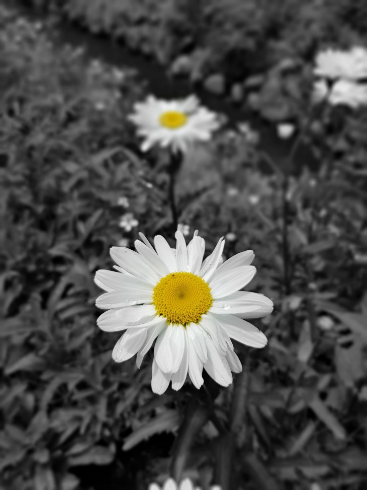 farm flowers in black and white 2