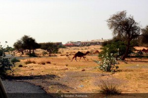 camel crossing street